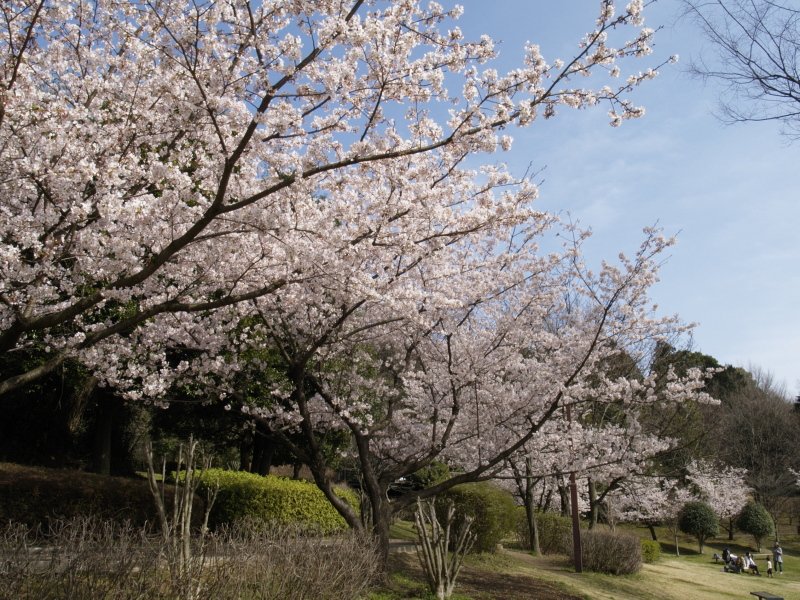 🌳 오젠지 후루사토 공원(오젠지 후루사토 코엔) 이미지 6